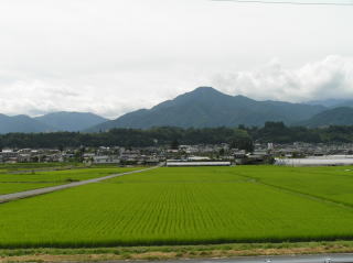 水田雑草 オモダカの花